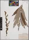 Foto von Salix cinerea L. x Salix viminalis L.